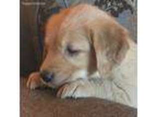 Golden Retriever Puppy for sale in Paso Robles, CA, USA