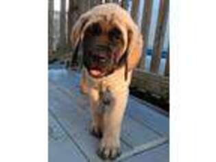 Mastiff Puppy for sale in Penns Grove, NJ, USA