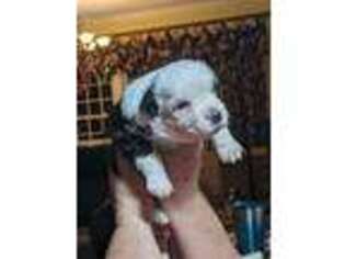 Miniature Australian Shepherd Puppy for sale in Deep Run, NC, USA