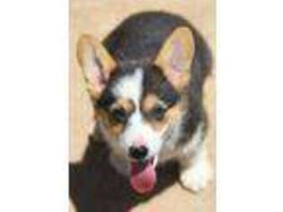 Pembroke Welsh Corgi Puppy for sale in Springtown, TX, USA