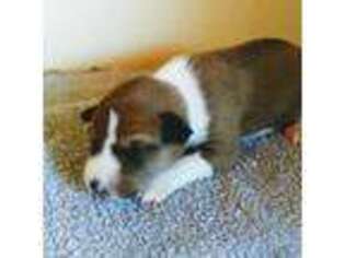 Basenji Puppy for sale in Poulsbo, WA, USA