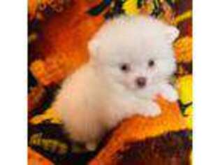 Pomeranian Puppy for sale in Avon Park, FL, USA