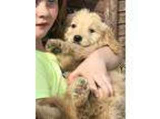 Goldendoodle Puppy for sale in Stratford, SD, USA