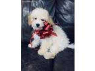 Mutt Puppy for sale in Bethel, CT, USA