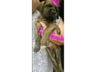 Mastiff Puppy for sale in Leonard, TX, USA