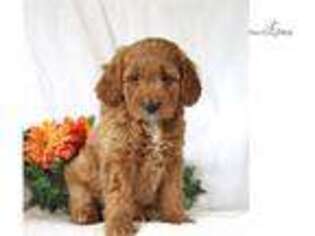 Goldendoodle Puppy for sale in Harrisburg, PA, USA