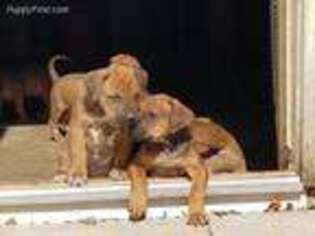 Rhodesian Ridgeback Puppy for sale in Nashville, MI, USA