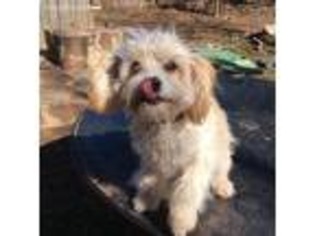 Cavapoo Puppy for sale in Stillwater, OK, USA