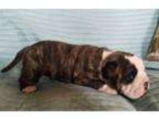 Bulldog Puppy for sale in Selinsgrove, PA, USA
