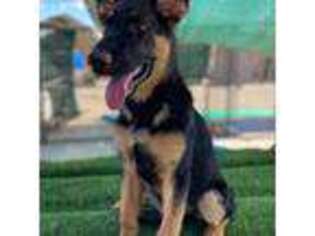 German Shepherd Dog Puppy for sale in Phoenix, AZ, USA