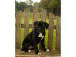 Boxer Puppy for sale in Walhonding, OH, USA
