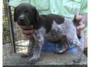 German Shorthaired Pointer Puppy for sale in Dadeville, AL, USA