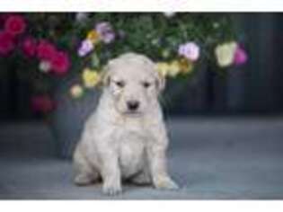 Golden Retriever Puppy for sale in Plummer, ID, USA