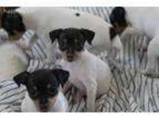 Mutt Puppy for sale in Ballinger, TX, USA