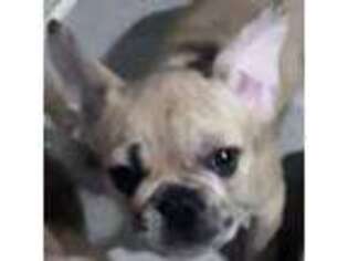 French Bulldog Puppy for sale in Alvin, TX, USA