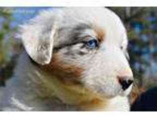 Australian Shepherd Puppy for sale in Deville, LA, USA