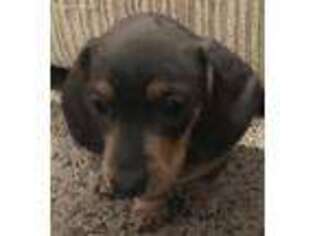 Dachshund Puppy for sale in Cloverdale, CA, USA