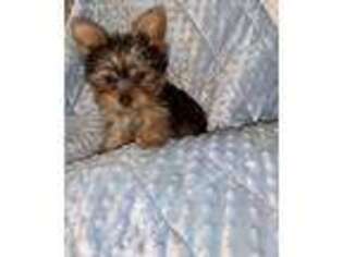 Yorkshire Terrier Puppy for sale in Council Bluffs, IA, USA