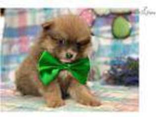 Pomeranian Puppy for sale in Lancaster, PA, USA