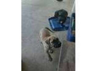Bullmastiff Puppy for sale in Roanoke, VA, USA
