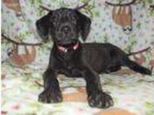 Great Dane Puppy for sale in Meansville, GA, USA