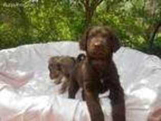 Labradoodle Puppy for sale in Jefferson, GA, USA