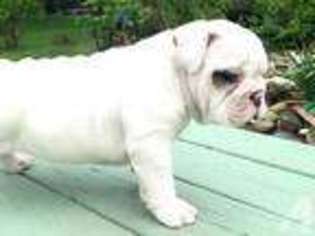 Bulldog Puppy for sale in NORTH LIBERTY, IN, USA