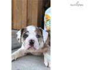 Alapaha Blue Blood Bulldog Puppy for sale in Williamsport, PA, USA