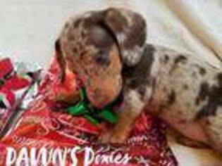 Dachshund Puppy for sale in Cortez, CO, USA
