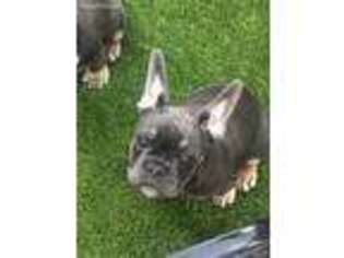 French Bulldog Puppy for sale in Rohnert Park, CA, USA
