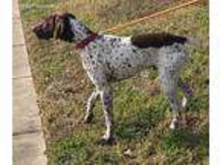 German Shorthaired Pointer Puppy for sale in Justin, TX, USA