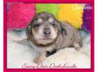 Dachshund Puppy for sale in Searcy, AR, USA