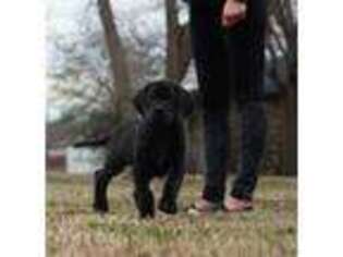Great Dane Puppy for sale in Catoosa, OK, USA