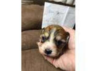 Cavachon Puppy for sale in Warfordsburg, PA, USA