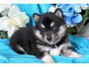 Alaskan Klee Kai Puppy for sale in Denver, CO, USA