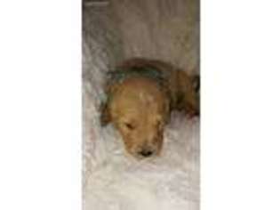 Goldendoodle Puppy for sale in Vilonia, AR, USA