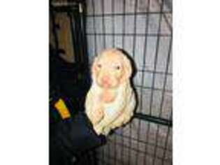 Labrador Retriever Puppy for sale in Greenwood, SC, USA