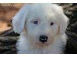 Old English Sheepdog Puppy for sale in Olney Springs, CO, USA