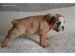 Olde English Bulldogge Puppy for sale in Wheeling, IL, USA