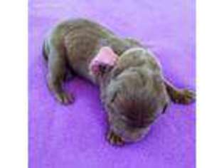 Labrador Retriever Puppy for sale in Harrisonville, MO, USA