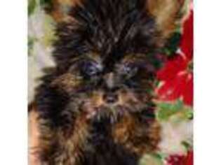Yorkshire Terrier Puppy for sale in Magnolia, TX, USA