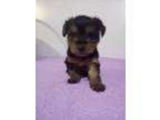 Yorkshire Terrier Puppy for sale in Decatur, IN, USA