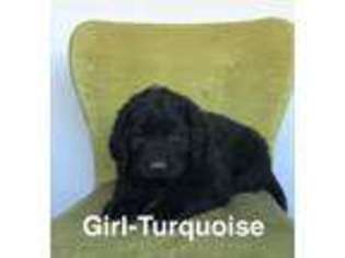 Newfoundland Puppy for sale in Milford, UT, USA