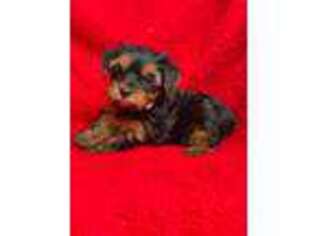 Yorkshire Terrier Puppy for sale in Canoga Park, CA, USA