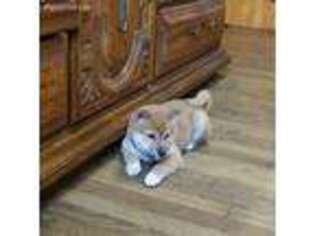 Shiba Inu Puppy for sale in Moravia, NY, USA