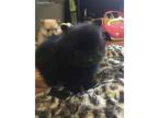 Pomeranian Puppy for sale in Lees Summit, MO, USA