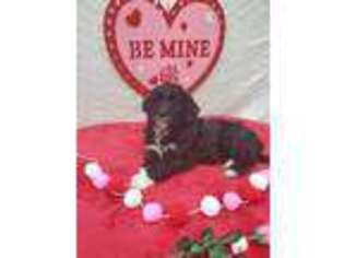 Portuguese Water Dog Puppy for sale in Martinsburg, PA, USA
