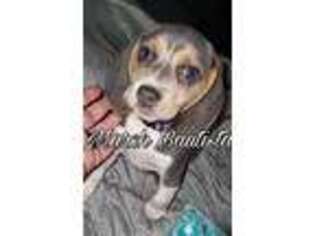 Beagle Puppy for sale in Casa Grande, AZ, USA