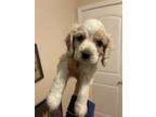 Cocker Spaniel Puppy for sale in Fort Lauderdale, FL, USA