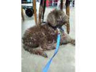 Labradoodle Puppy for sale in Floral City, FL, USA